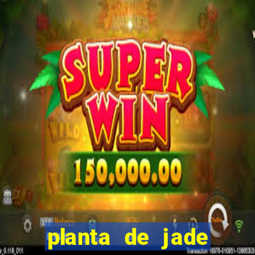 planta de jade significado espiritual